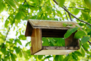 Bird feeder on the tree in the park