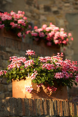 Potted Flowers
