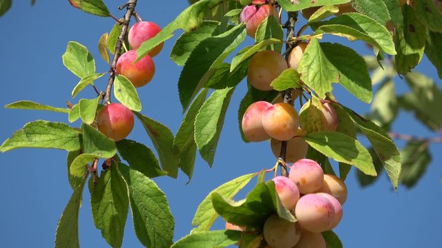 Mirabellenfr&uuml;chte am Baum, Mirabellen, Prunus domestica subsp. syriaca