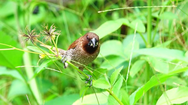 4Kscaly breasted munis bird in nature.