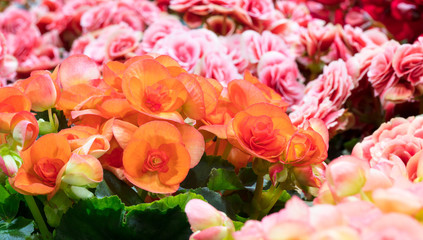 Obraz premium Flores