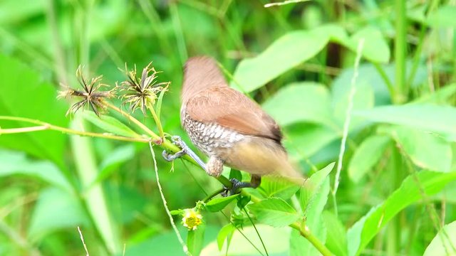 4Kscaly breasted munis bird in nature.