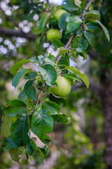 The apple is hanging on a branch. Fruit trees with fruits.