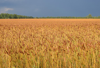 wheat field on a background dark blue sky