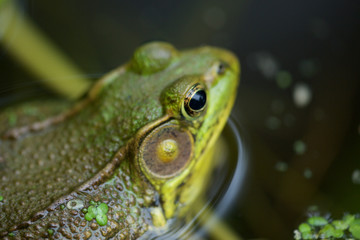 Macro Frog