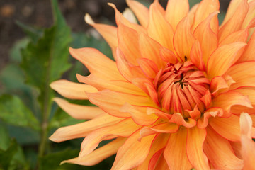 Orange Dahlia