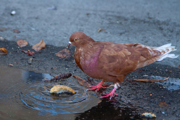 Illustration of a dove that threw bread in a dirty puddle. A red pigeon dunks white bread in a puddle. A small red pigeon pecks a piece of bread.