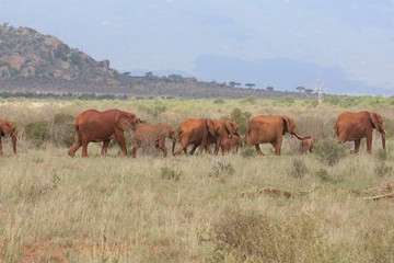 Fototapeta na wymiar Branco elefanti africani