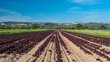 Fototapeta na wymiar Ripening red lettuce on a summer sunny day in western Germany. A beautiful blue sky in the background.
