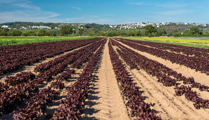 Fototapeta na wymiar Ripening red lettuce on a summer sunny day in western Germany. A beautiful blue sky in the background.