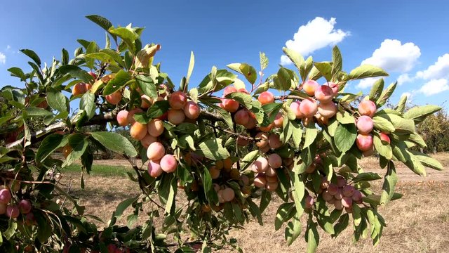 Mirabellenbaum, Mirabellen, Mirabelle, Prunus domestica subsp. syriaca