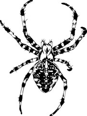 crawling spider drawn in ink by hand on a white background