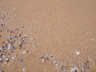 sand ground floor and seashell at the sea beach