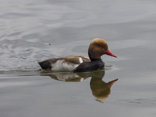 Netta rufina. La Nette rousse mâle. Un canard plongeur et migrateur à la tête hérissée de...