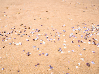 sand ground floor and seashell at the sea beach