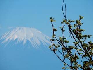 Fototapeta premium 鍋割山山頂からの景色