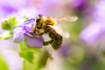 Bee on the flower. Small useful insect is working and making honey. Honeybee with wing on the blossom. Spring at countryside of meadow