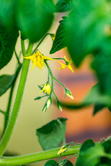 Tomato flower. Yellow blossoms of tomato plant are growing in greenhouse on the farm