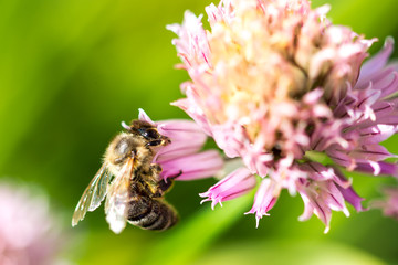 Bee on the flower. Small useful insect is working and making honey. Honeybee with wing on the blossom. Spring at countryside of meadow