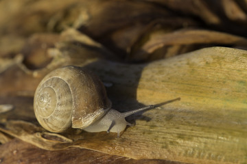 Brown snail on withered leaf
