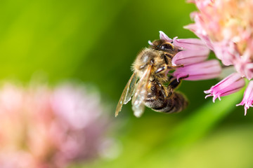 Bee on the flower. Small useful insect is working and making honey. Honeybee with wing on the blossom. Spring at countryside of meadow