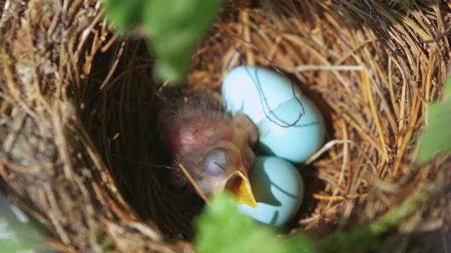 Close up of newborn baby bird in its nest waiting to be fed by its mother
