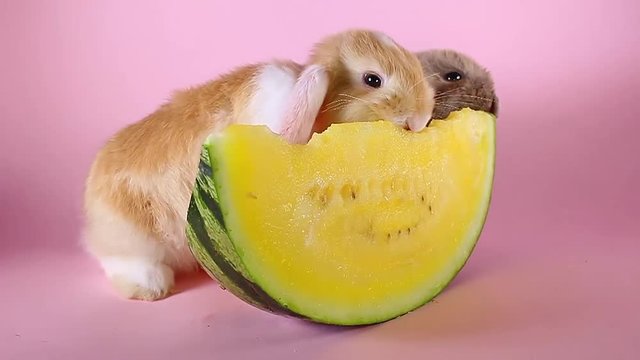 White ear split orangle lop rabbit bunny vs watermelon
