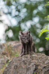 Cute cub of an arctic fox (Alopex lagopus beringensis) on a background of bright green grass in a cool polar summer on the Bering island, the Commander Islands. Selective focus on the eyes of the fox.