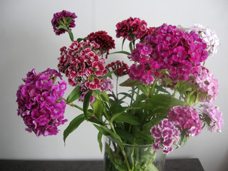 beautiful carnation flowers in a vase on a table . Bouquet of violet, purple and pink multicolor flower. Decoration of home. Wallpaper and background. Vertical photo