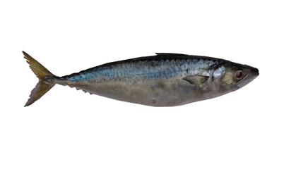  fresh mackerel isolated close up on the white background