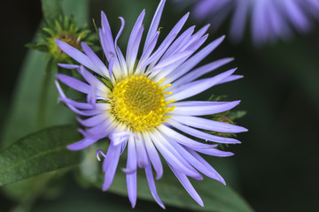 Obraz premium Bright alpine aster.
