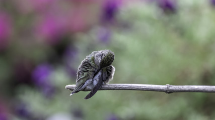Preening