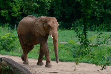 Fototapeta na wymiar Big elephant on a green forest background