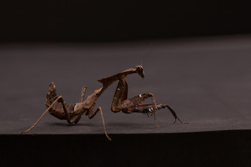 male et female orchid mantis - Hymenopus coronatus