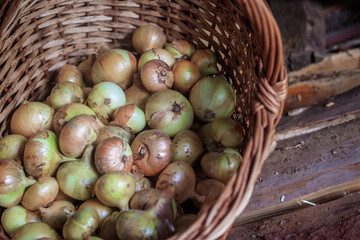 Onions in the basket. Gathering your harvest. Drying of onions. A lot of vegetables.