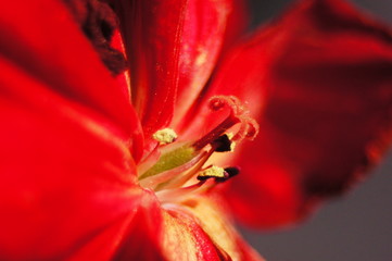 Flowers in macro