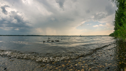 Enten Familie auf dem Cospudener See bei Leipzig bei heranziehendem Sturm