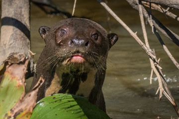 Ariranha / Giant Otter (Pteronura brasiliensis)