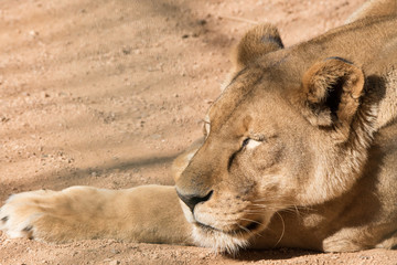Leão / Lion (Panthera leo)