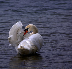 Schwan / Bodensee