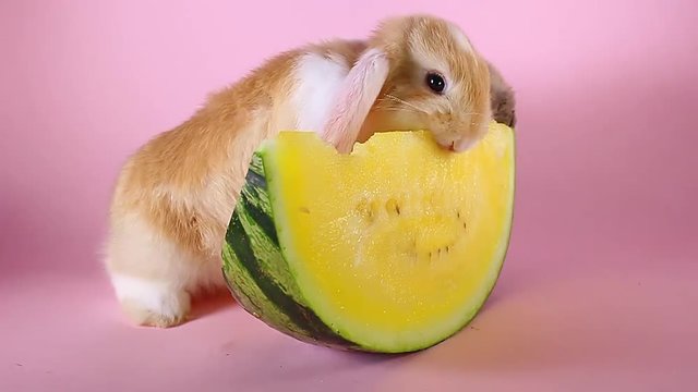 Orangle mini lop rabbit bunny vs watermelon