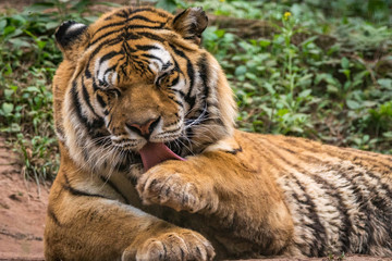 Tigre Siberiano / Amur Tiger (Panthera tigris altaica)