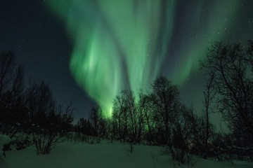 Landscape with northern lights over the forest in winter.