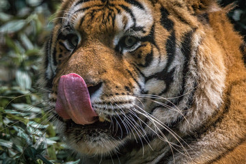 Obraz premium Tigre Siberiano / Amur Tiger (Panthera tigris altaica)