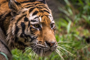 Tigre Siberiano / Amur Tiger (Panthera tigris altaica)