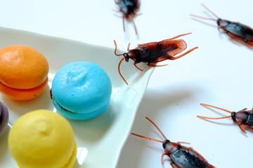 Hygiene,healthcare and medical concept.Cockroach eating macaroon.Cockroaches are carriers of the disease.