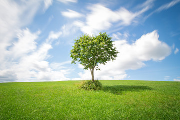 Fototapeta na wymiar Grüne Wiese mit Baum