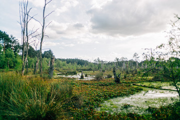 Waldspaziergang mit Hund im Forst im Sommer