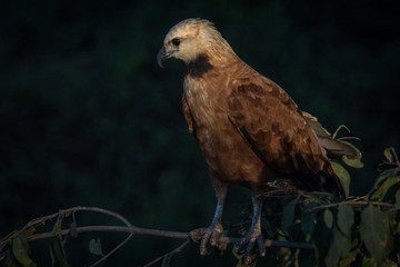 Gavião Belo / Black Collared Hawk (Busarellus nigricollis)