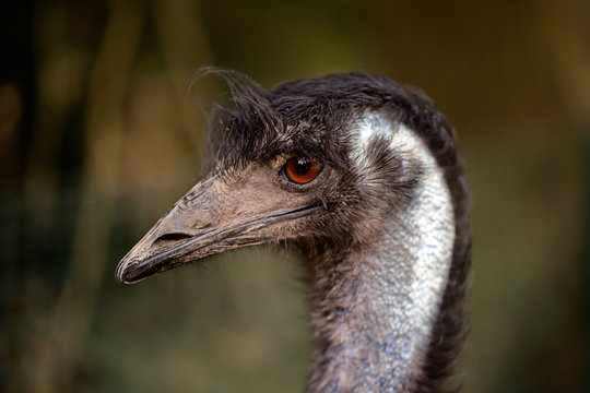 Australian Emu (Dromaius novaehollandiae), view of an Emu's head